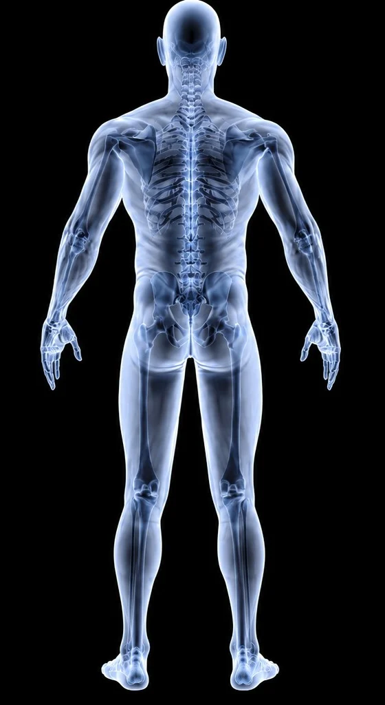X-ray style back view of the human body