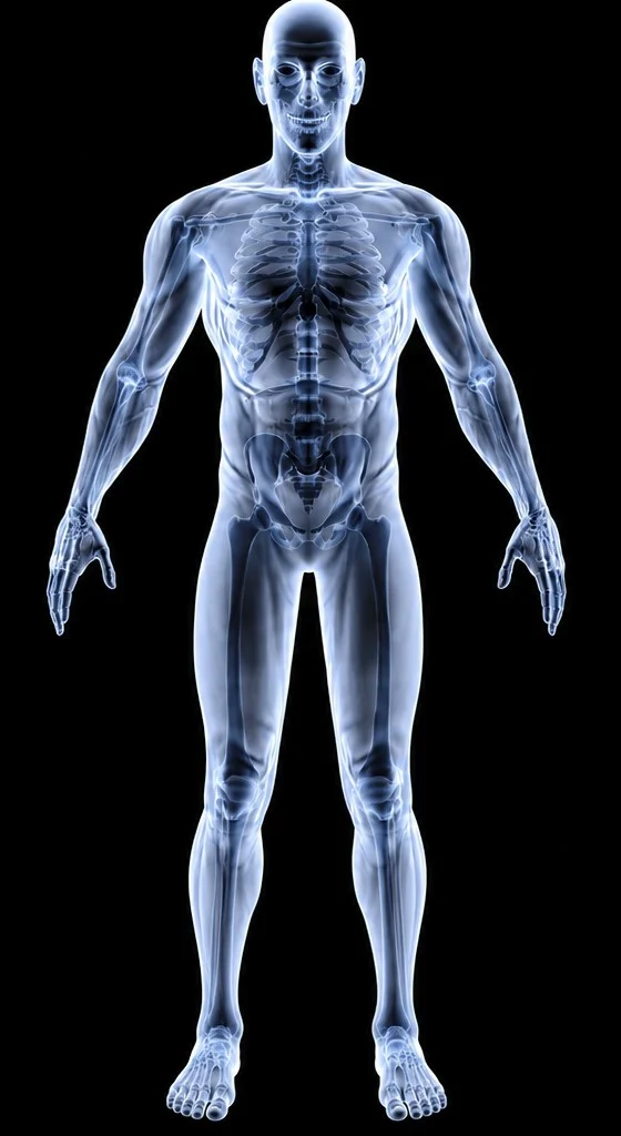 X-ray style front view of the human body